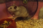 512px-Syrian_Hamster_2
