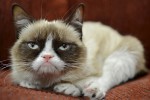 Wären die ganzen Haare nicht, man könnte Grumpy Cat glatt mit Angela Merkel verwechseln.   Bild: AP Nestle Purina PetCare